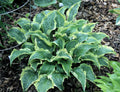 hosta LEATHER AND LACE small dark textured unusual rare perennial = 1 Potted Garden Plant