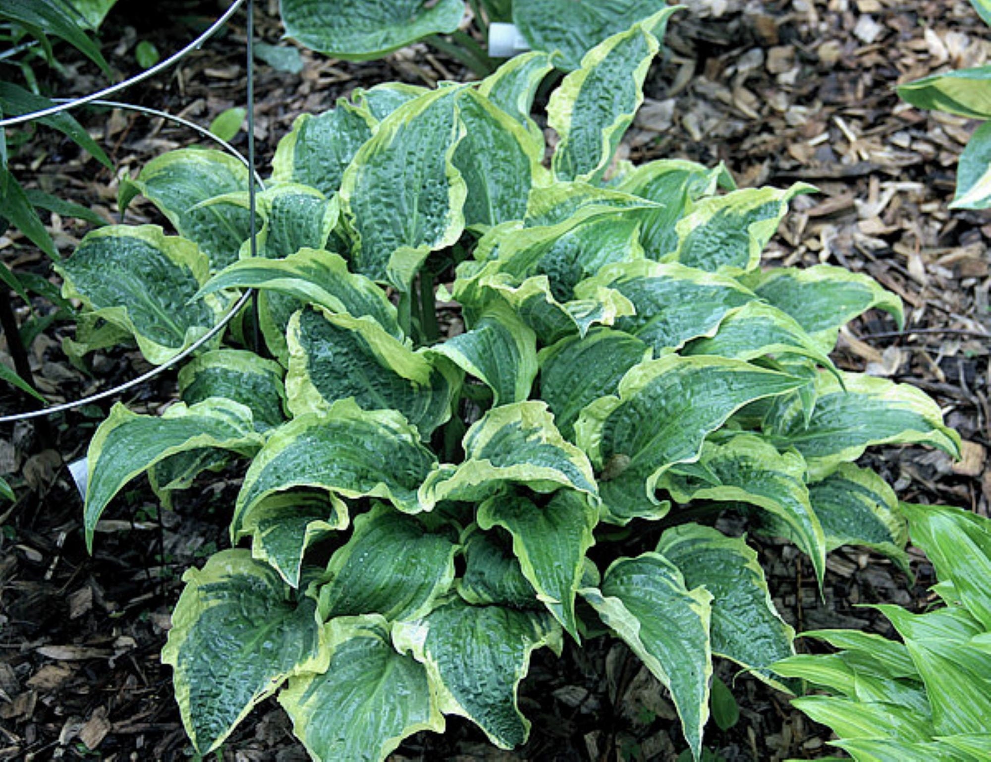 hosta LEATHER AND LACE small dark textured unusual rare perennial = 1 Potted Garden Plant