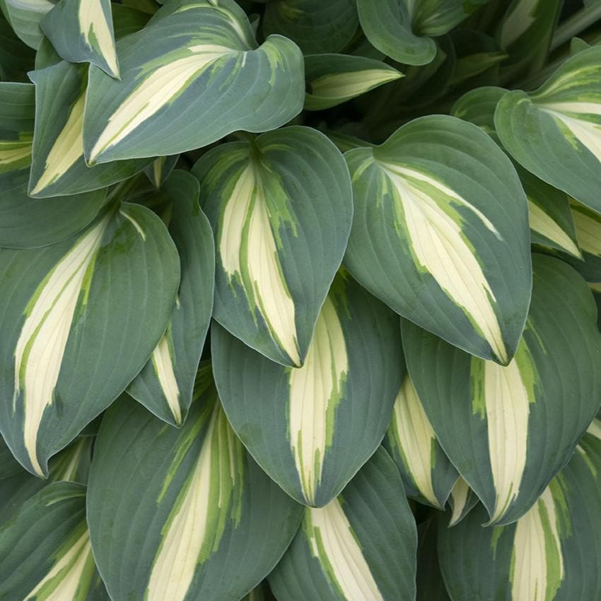 hosta LITTLE TREASURE mini blue-green tiny thick rare little perennial = 1 Potted Garden Plant