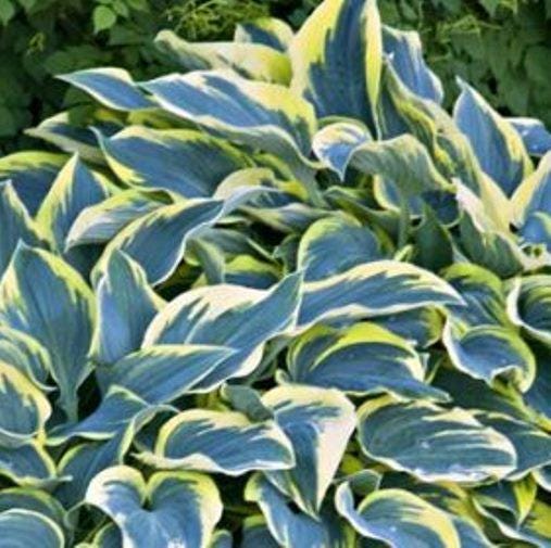 hosta FIRST FROST medium blue hostas thick yellow slug resistant easy sale shade perennial = 1 Potted Garden Plant