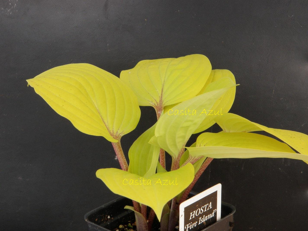 hosta FIRE ISLAND small yellow red colorful flowers fast shade part sun perennial = 1 Potted Garden Plant