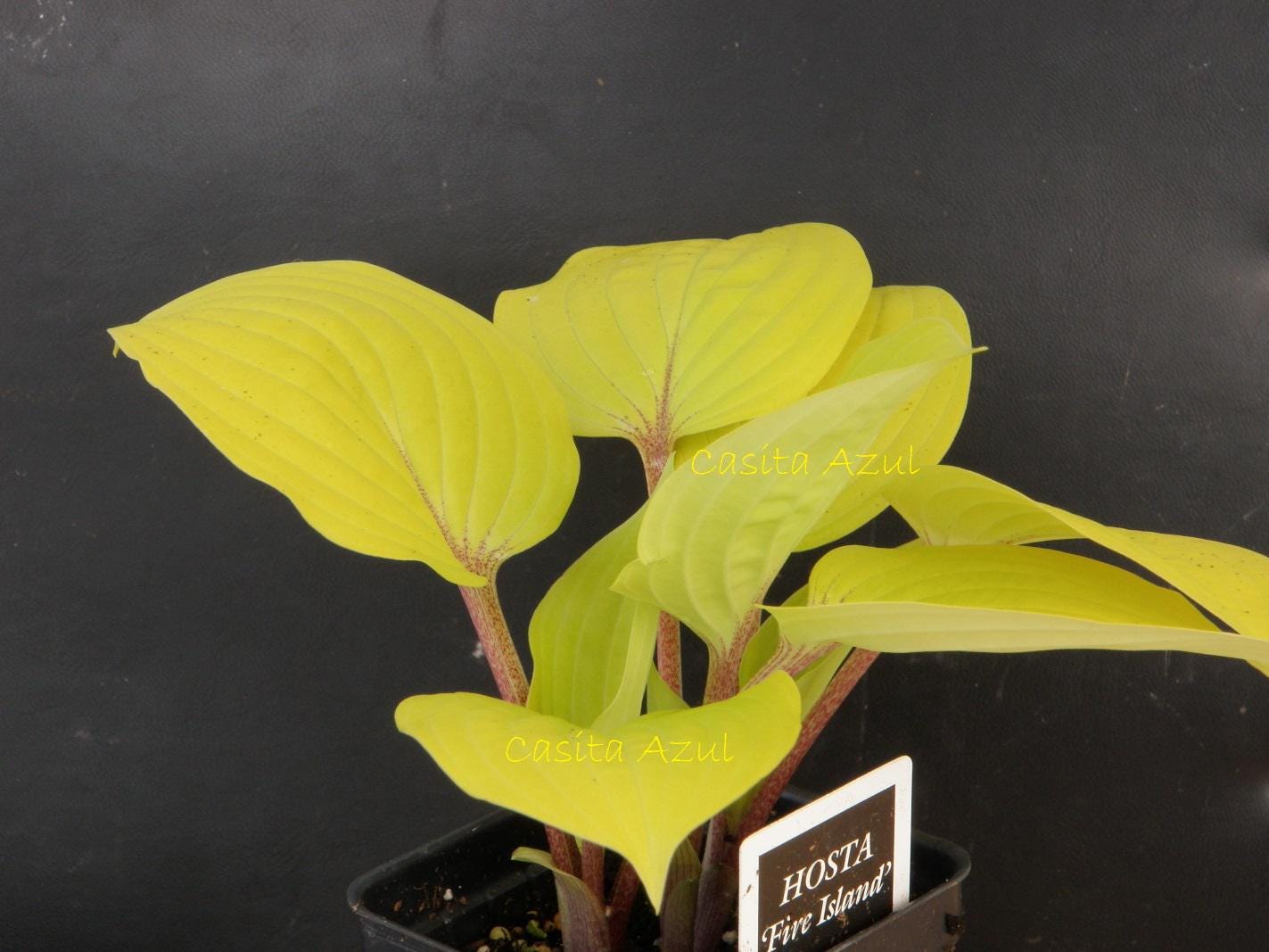 hosta FIRE ISLAND small yellow red colorful flowers fast shade part sun perennial = 1 Potted Garden Plant