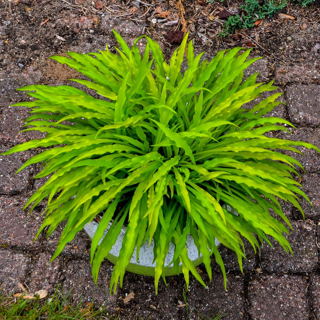 hosta PARTY STREAMERS small yellow gold wavy long narrow fast rippled shade perennial = 1 Potted Garden Plant