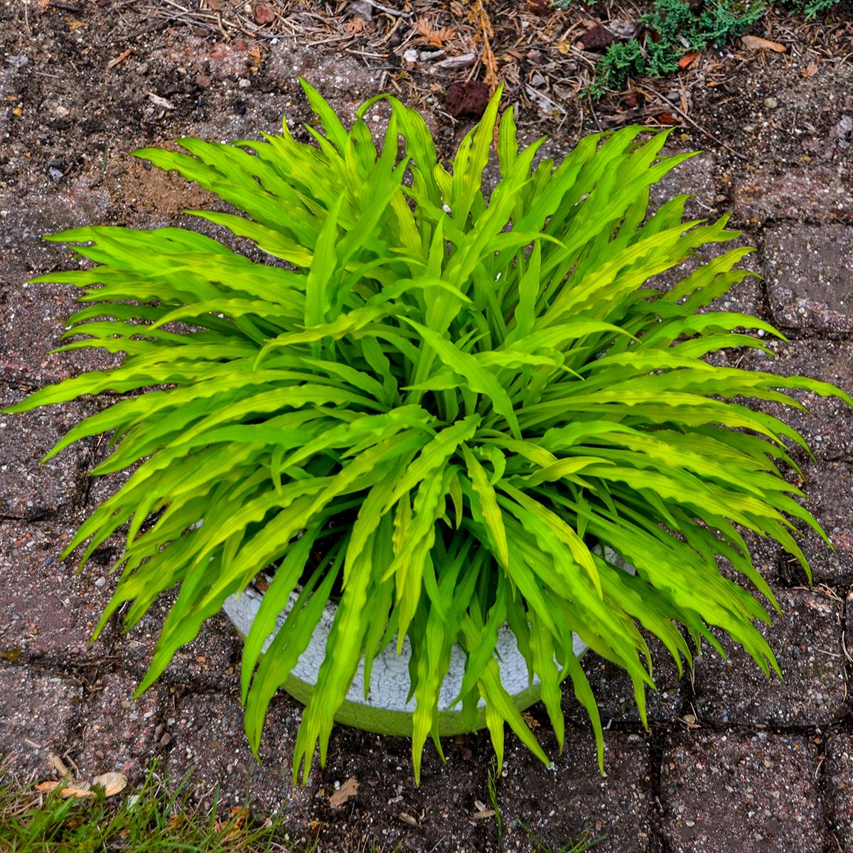 hosta PARTY STREAMERS small yellow gold wavy long narrow fast rippled shade perennial = 1 Potted Garden Plant