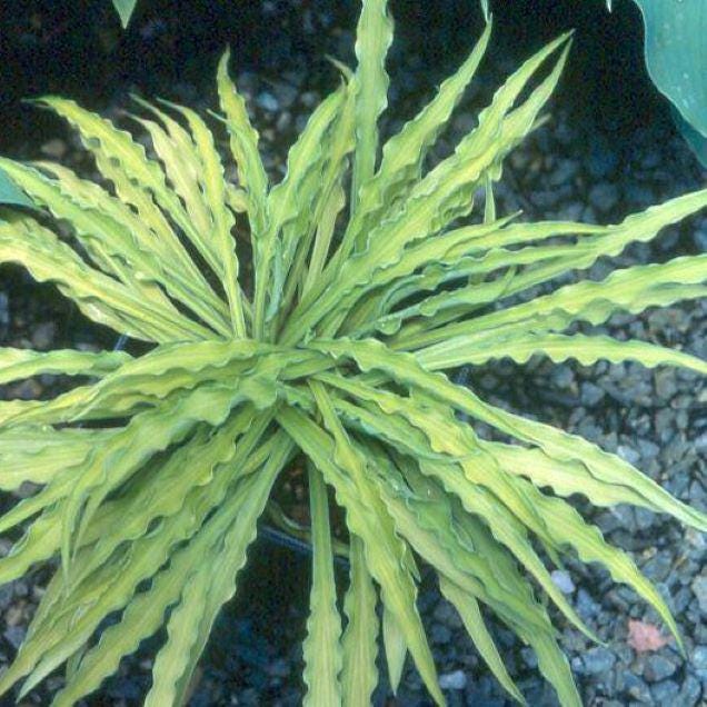 hosta CURLY FRIES small yellow gold wavy long narrow award winner shade perennial = 1 Potted Garden Plant