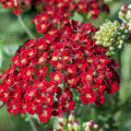 achillea DESERT EVE RED compact short yarrow fast flowers hardy perennial = 1 Potted Garden Plant