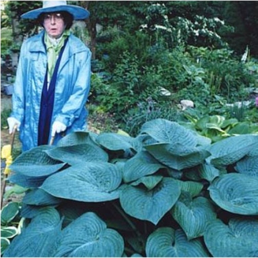 hosta HUMPBACK WHALE big huge blue perennial = 1 Potted Garden Plant