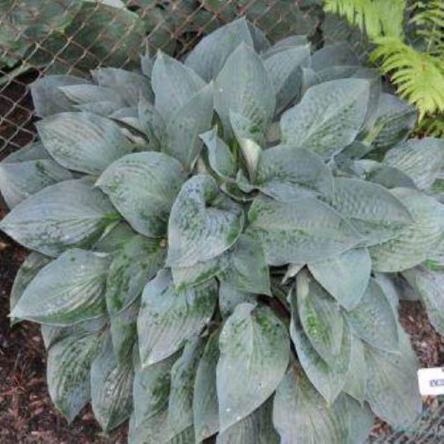 hosta JETSTREAM large blue hostas wavy thick seldom seen perennial = 1 Potted Garden Plant