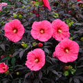 hibiscus EVENING ROSE hot pink colorful unique shrub hardy perennial = 1 Potted Garden Plant