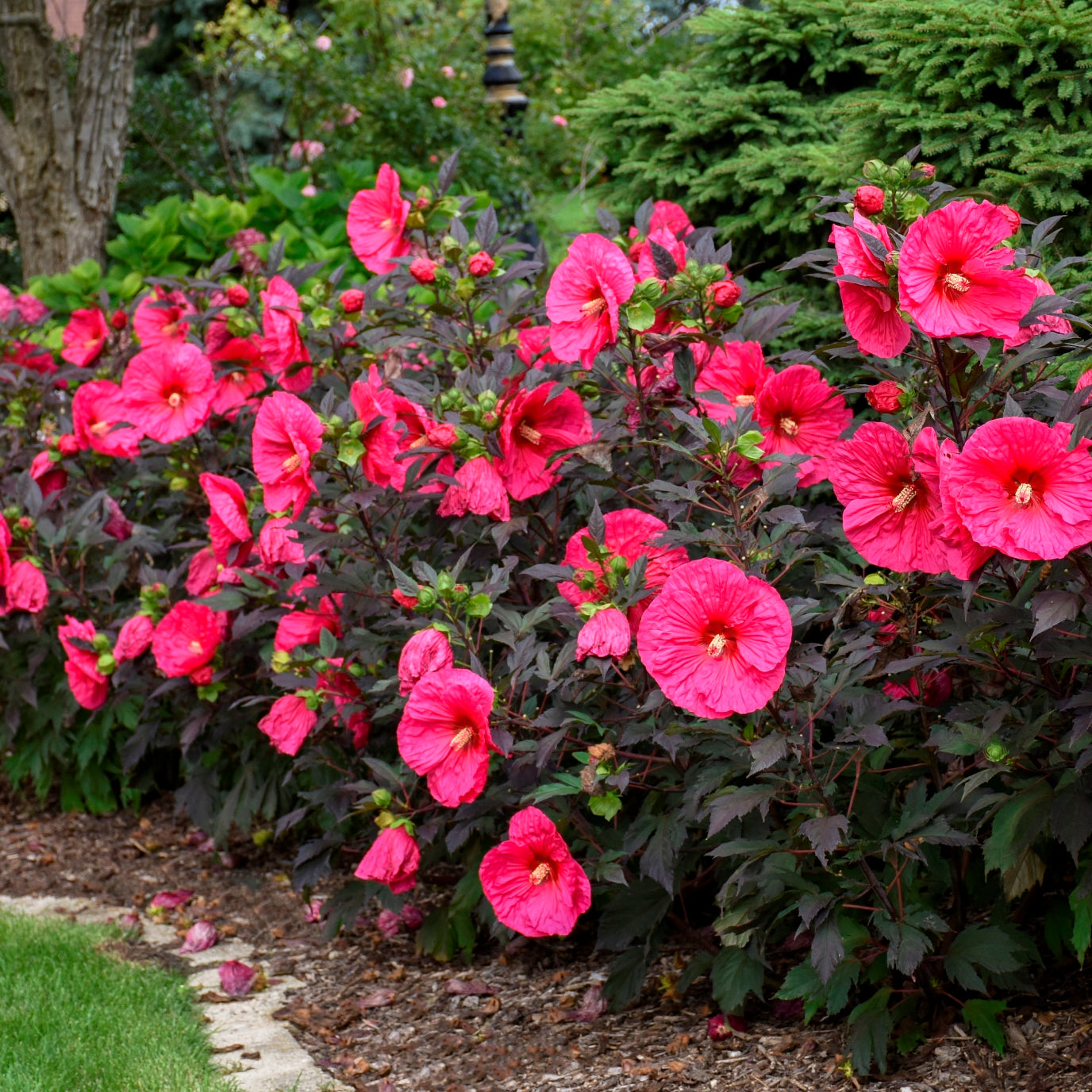 hibiscus EVENING ROSE hot pink colorful unique shrub hardy perennial = 1 Potted Garden Plant