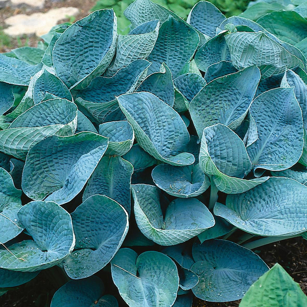 hosta BIG DADDY large blue classic slug resistant fertile cupped thick perennial = 1 Potted Garden Plant