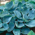 hosta BIG DADDY large blue classic slug resistant fertile cupped thick perennial = 1 Potted Garden Plant