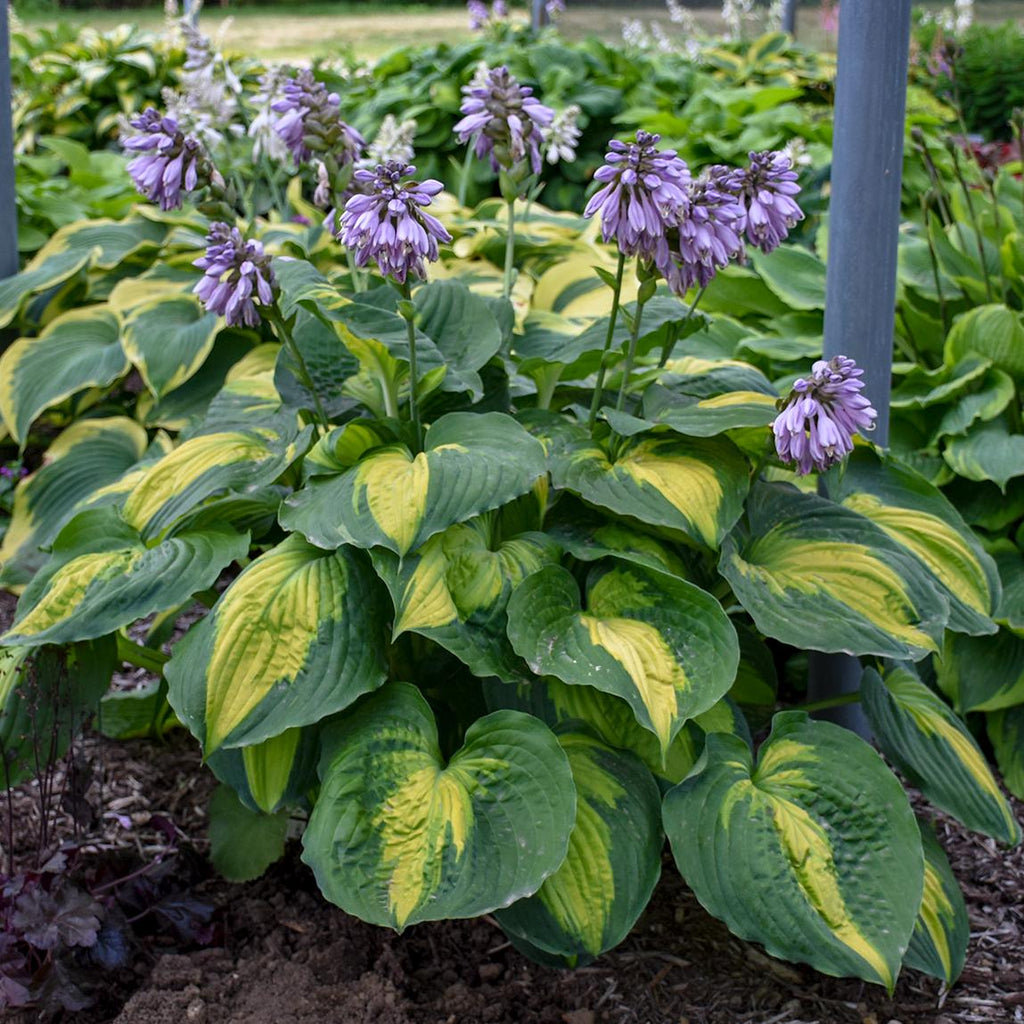 hosta BEYOND GLORY medium fast shiny gorgeous lavender flowers colorful disease-free = 1 Live Potted Plant