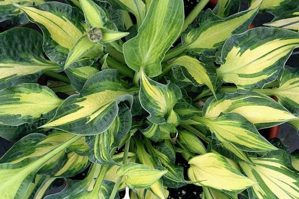 hosta HAPPY DAYZ medium special folded Orange Marmalade = 1 Potted Garden Plant