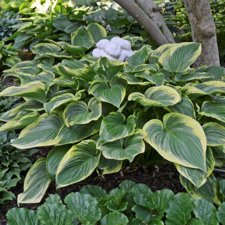 hosta VICTORY large upright award-winning big Hosta of the Year 2015 classic perennial = 1 Potted Garden Plant