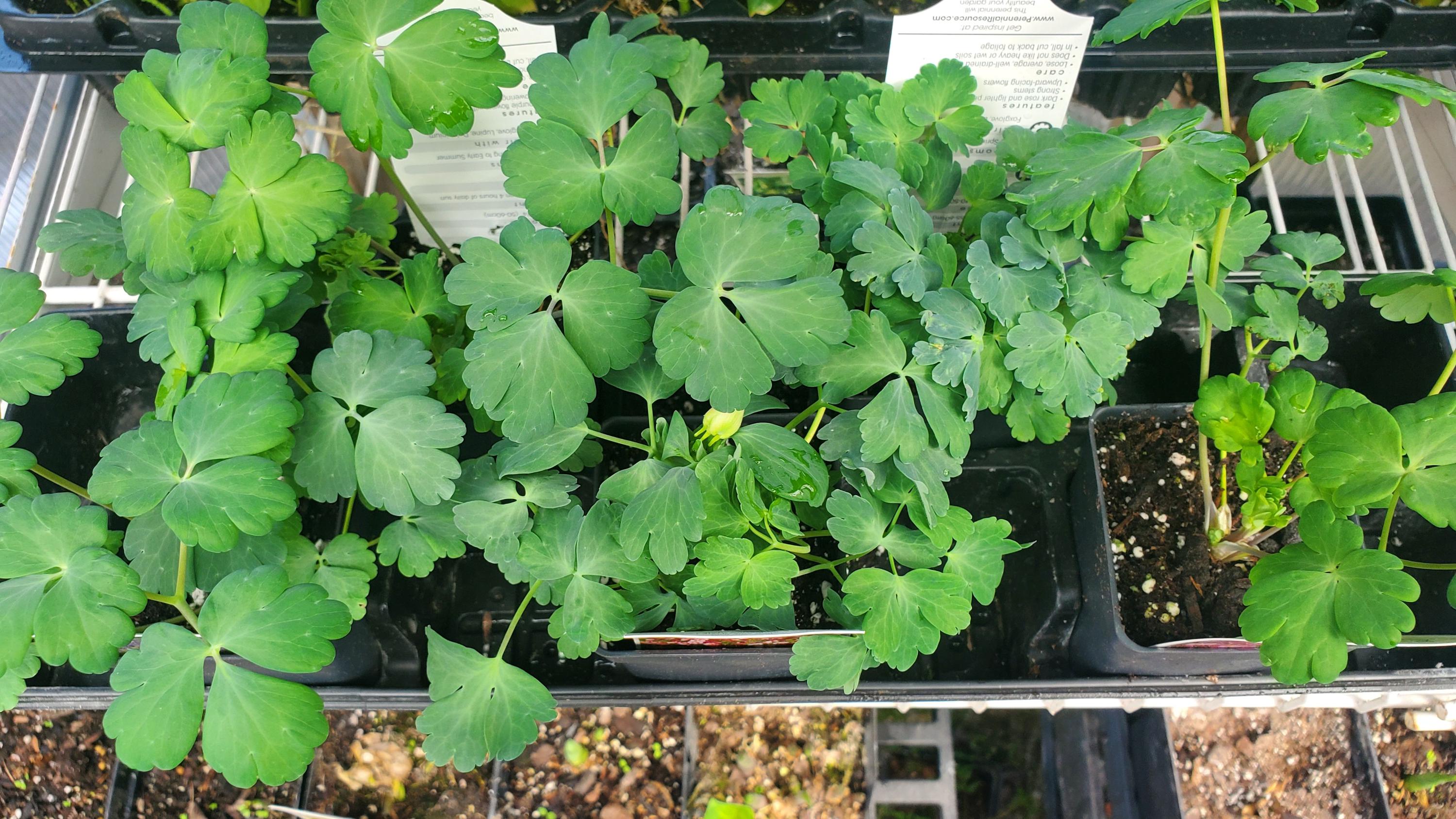 aquilegia EARLYBIRD PURPLE BLUE columbine grannys bonnet perennial = 1 Potted Garden Plant