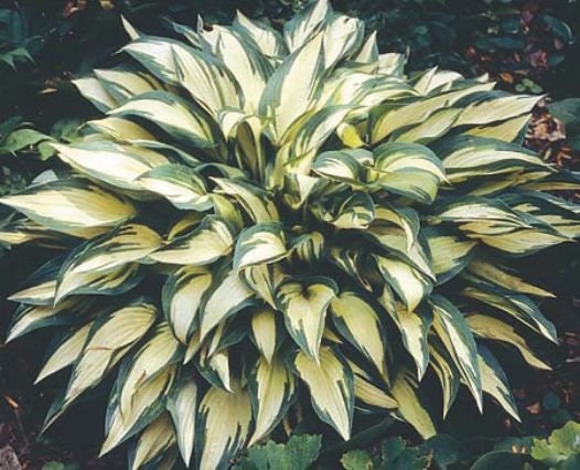 hosta MOONSTRUCK small rare narrow colorful disease-free 2.5" pot = 1 Live Potted Plant