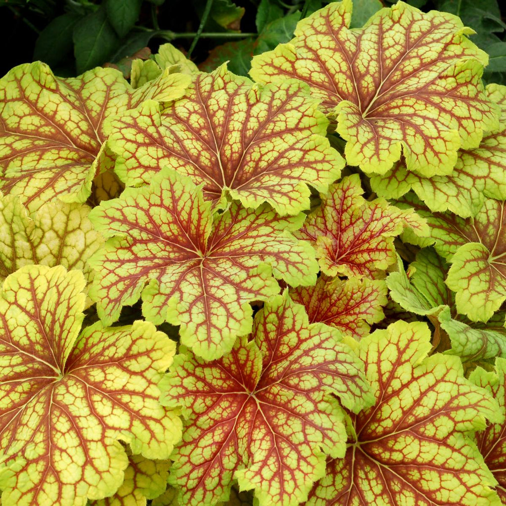 heuchera RED LIGHTNING coral bells alumroot yellow gold hardy perennial = 1 Potted Garden Plant