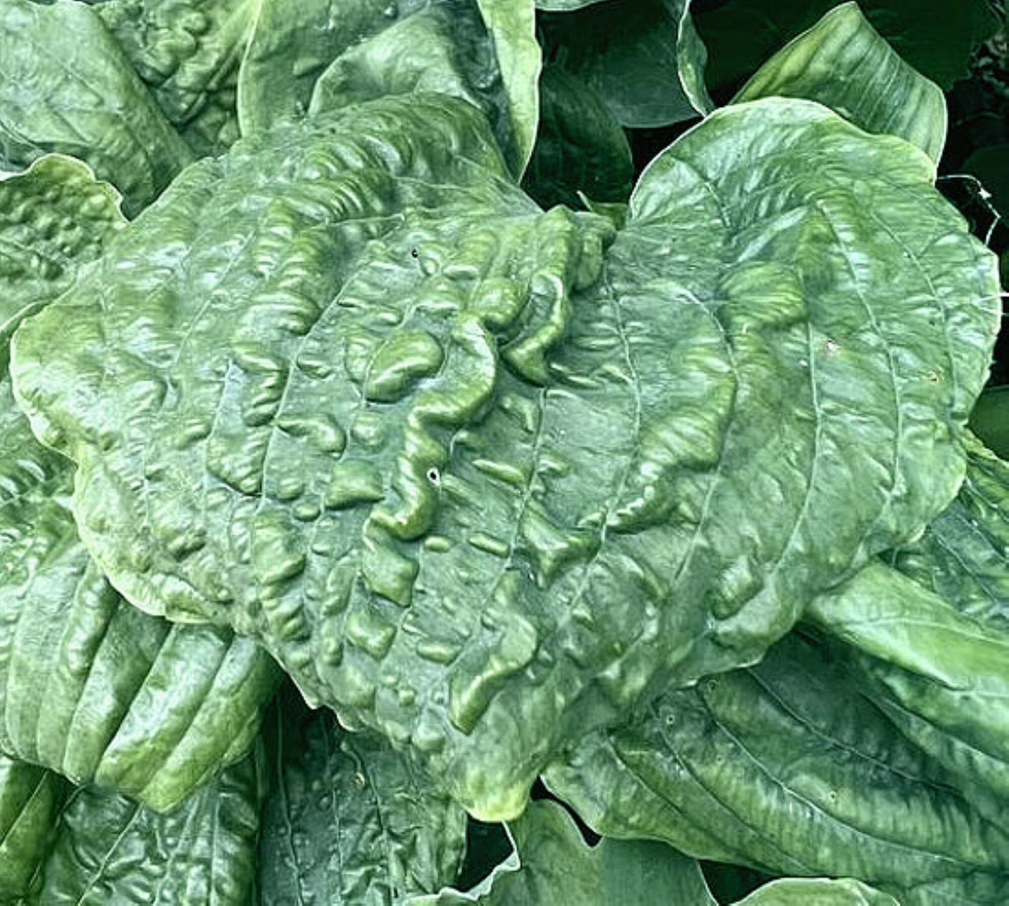 hosta ROAD RAGE medium unusual new rare perennial = 1 Potted Garden Pl ...