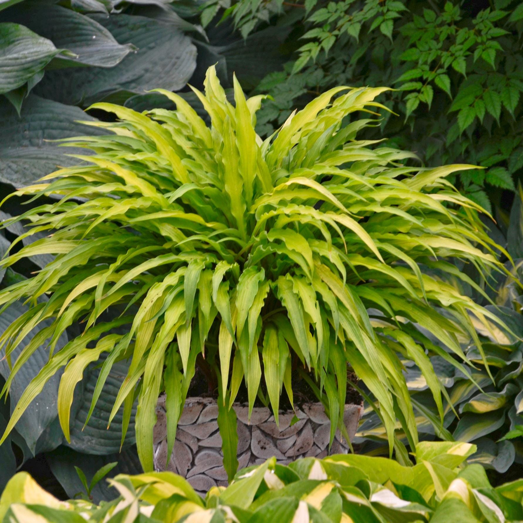 hosta CURLY FRIES small yellow gold wavy long narrow award winner shade perennial = 1 Potted Garden Plant