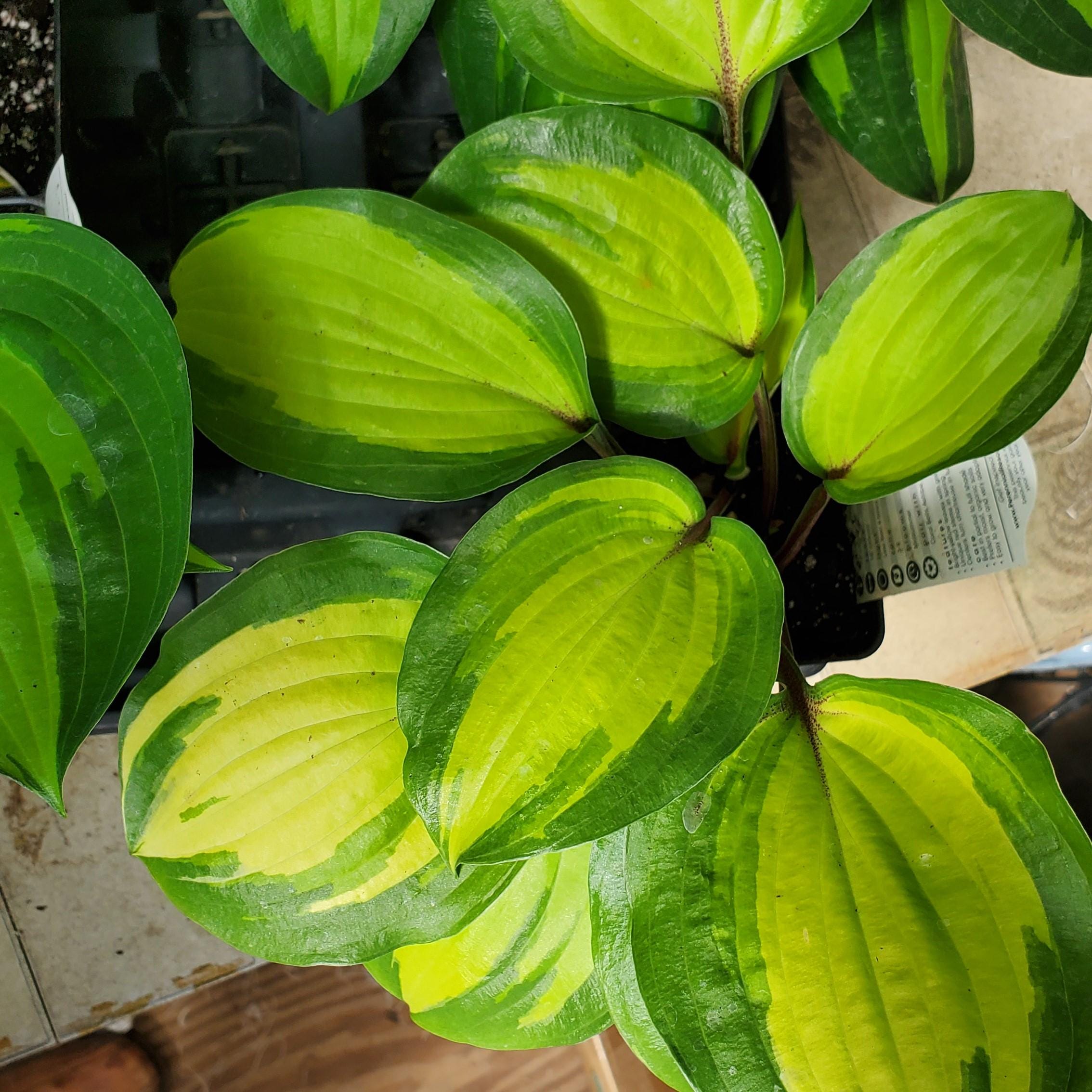 hosta ISLAND BREEZE small yellow red colorful flowers fast variegated shade part sun perennial = 1 Potted Garden Plant