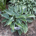hosta ROWAN MY BOAT small new cupped folded seldom seen puckered blue rare perennial = 1 Potted Garden Plant