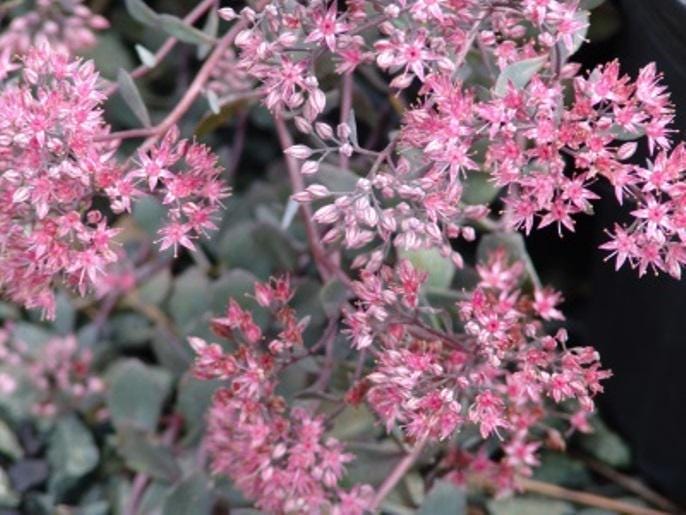 sedum BERTRAM ANDERSON blue-grey groundcover succulent short hardy perennial = 1 Potted Garden Plant