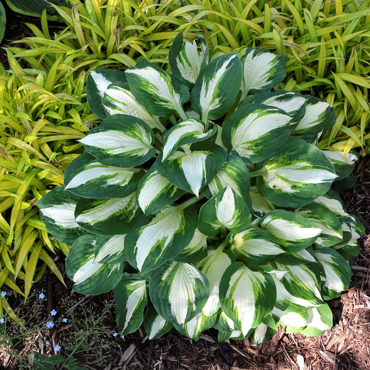 hosta VULCAN medium thick white tricolor Designer hostas slug resistant disease-free = 1 Potted Garden Plant