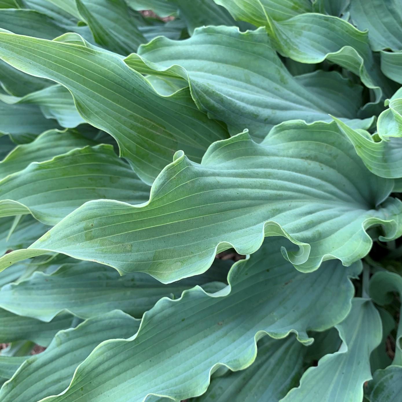 hosta WILD IMAGINATION large blue hostas wavy twisted ruffled thick perennial = 1 Potted Garden Plant