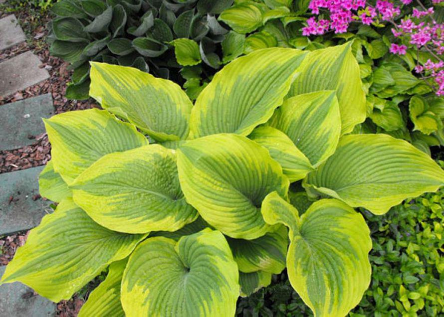 hosta MICHIGANDER large wavy new rare rippled perennial = 1 Potted Garden Plant