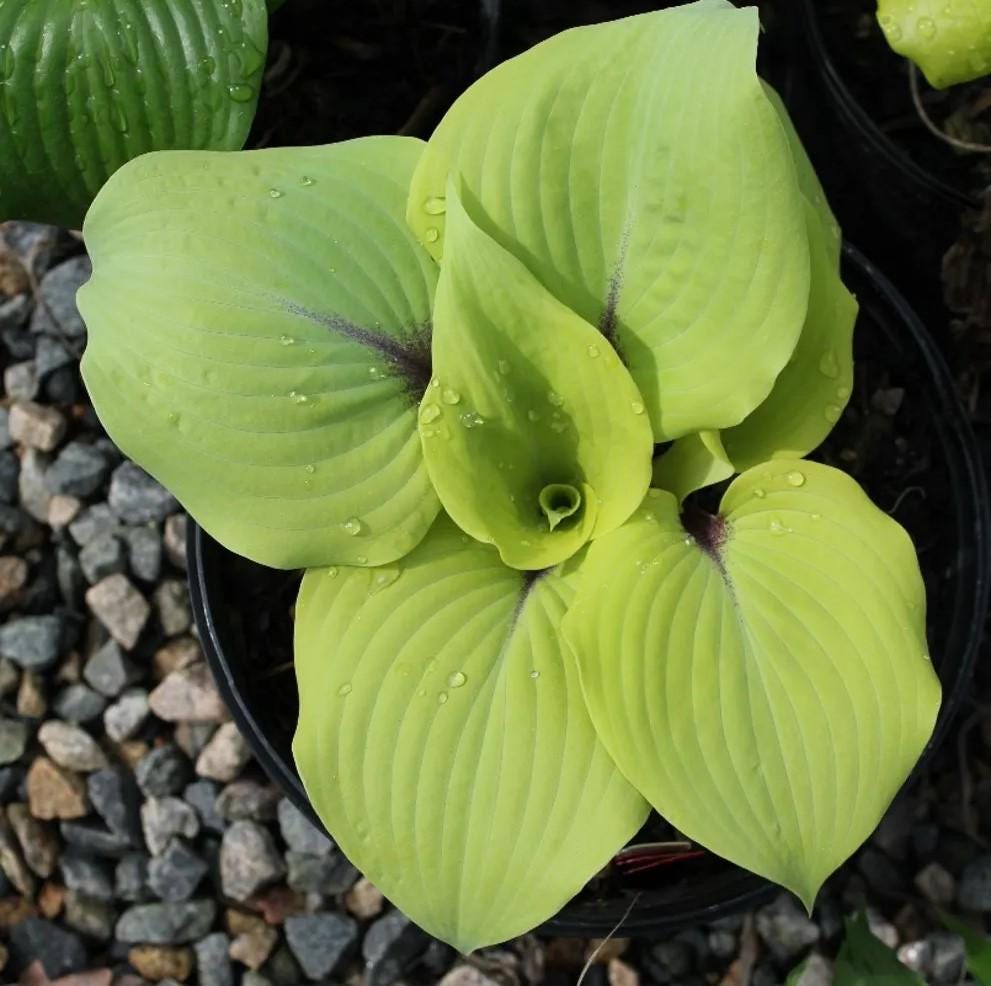 hosta CALM BEFORE the STORM medium yellow blue green rare colorful perennial = 1 Potted Garden Plant