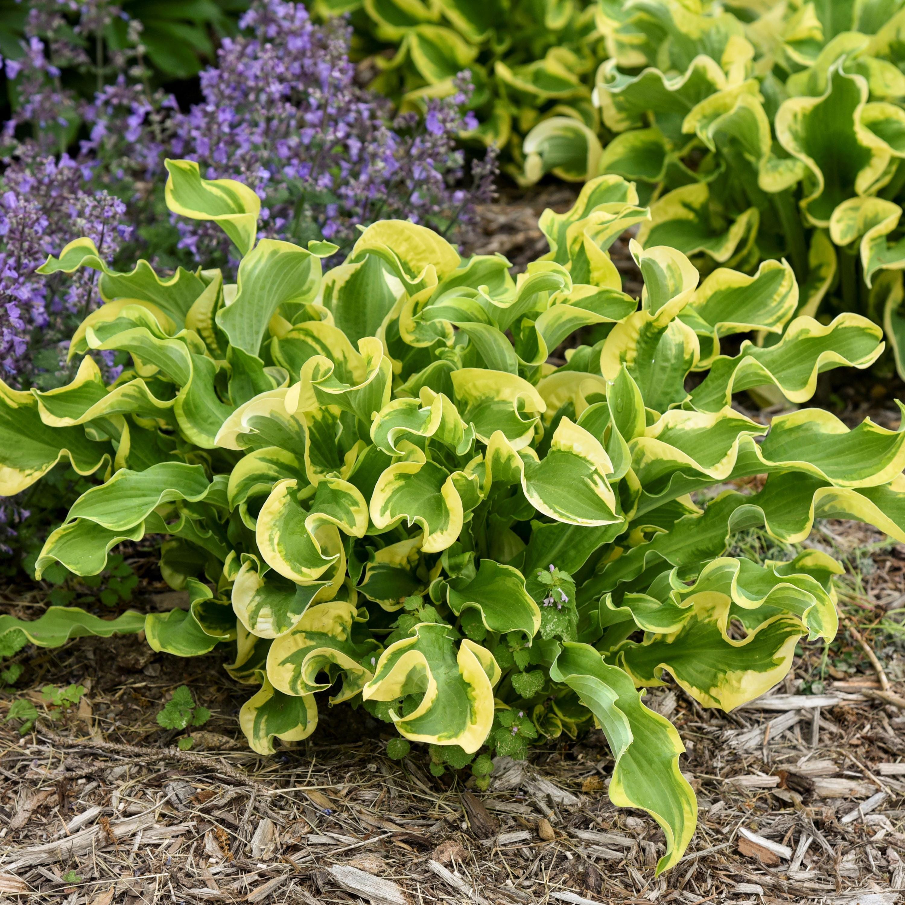 hosta WHEEE! small colorful thick wavy frilly cupped slug resistant pe ...