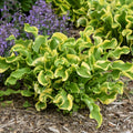 hosta WHEEE! small colorful thick wavy frilly cupped slug resistant perennial = 1 Live Potted Plant