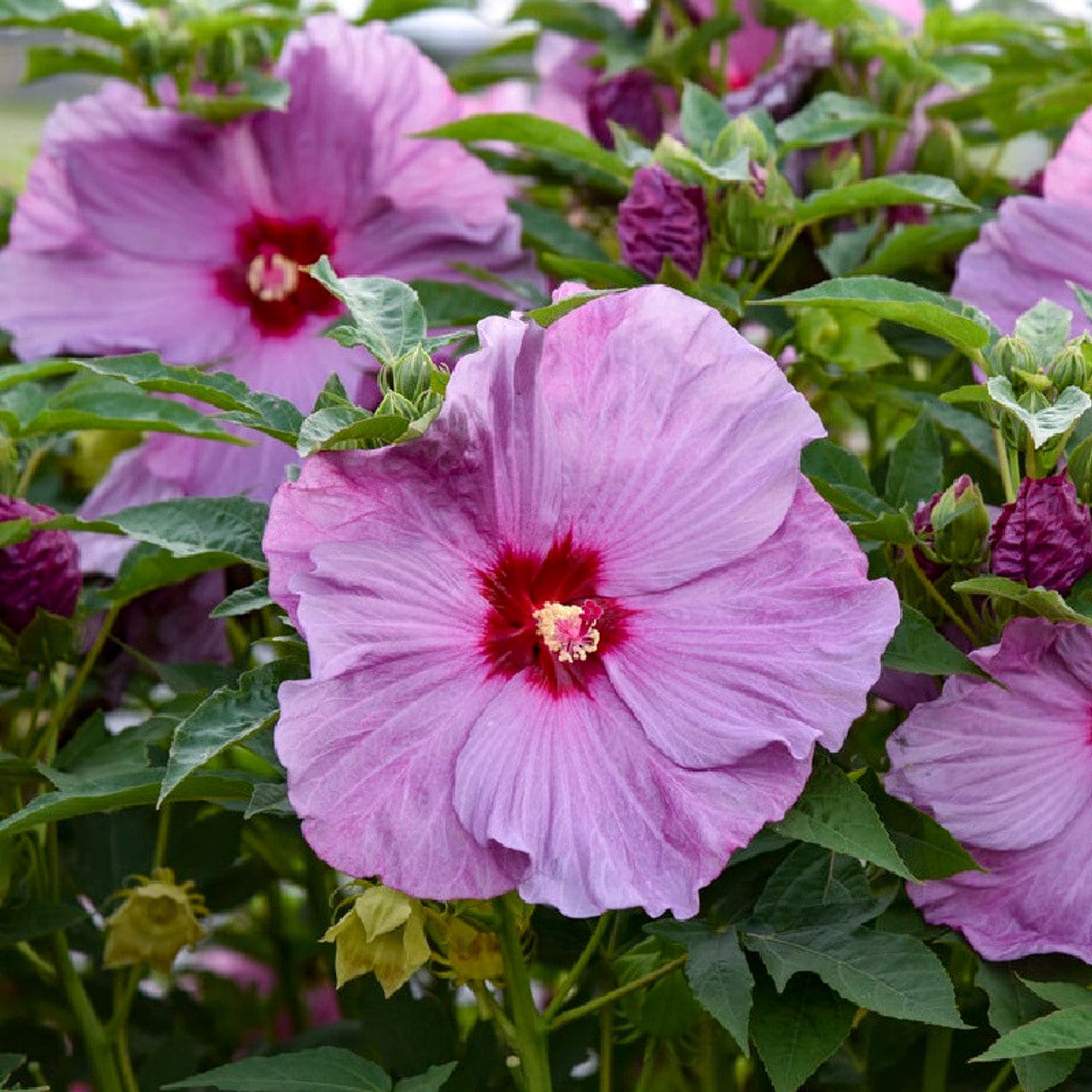 hibiscus LILAC CRUSH pink stunning lavender Proven Winners Summerific flowers shrub hardy perennial = 1 Potted Garden Plant
