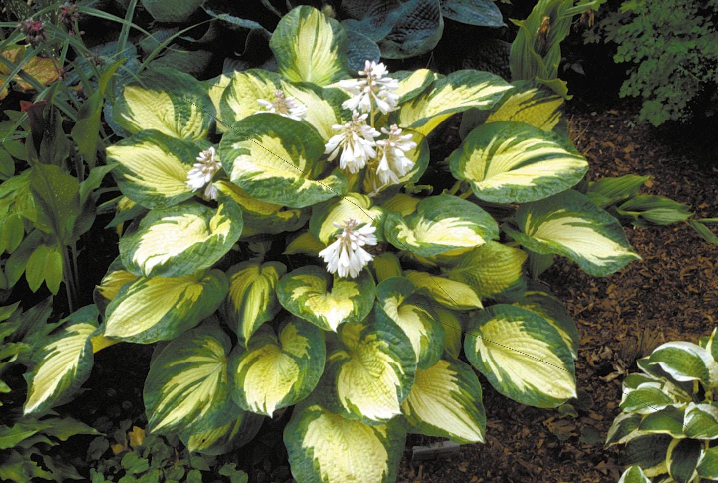 hosta GREAT EXPECTATIONS large classic thick popular Elegans sport roots hostas perennial = 1 Potted Garden Plant