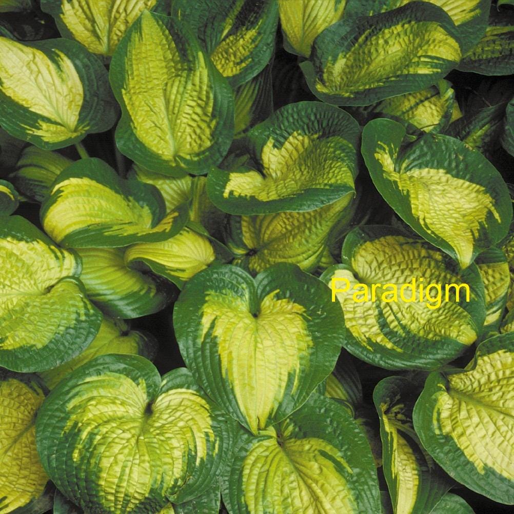 hosta PARADIGM large thick slug resistant beautiful colorful Hosta Of The Year 2007 corrugated perennial = 1 Potted Garden Plant