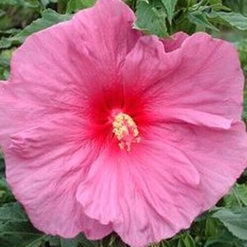 hibiscus FANTASIA huge flowers Rose Mallow hardy perennial = 1 Potted Garden Plant