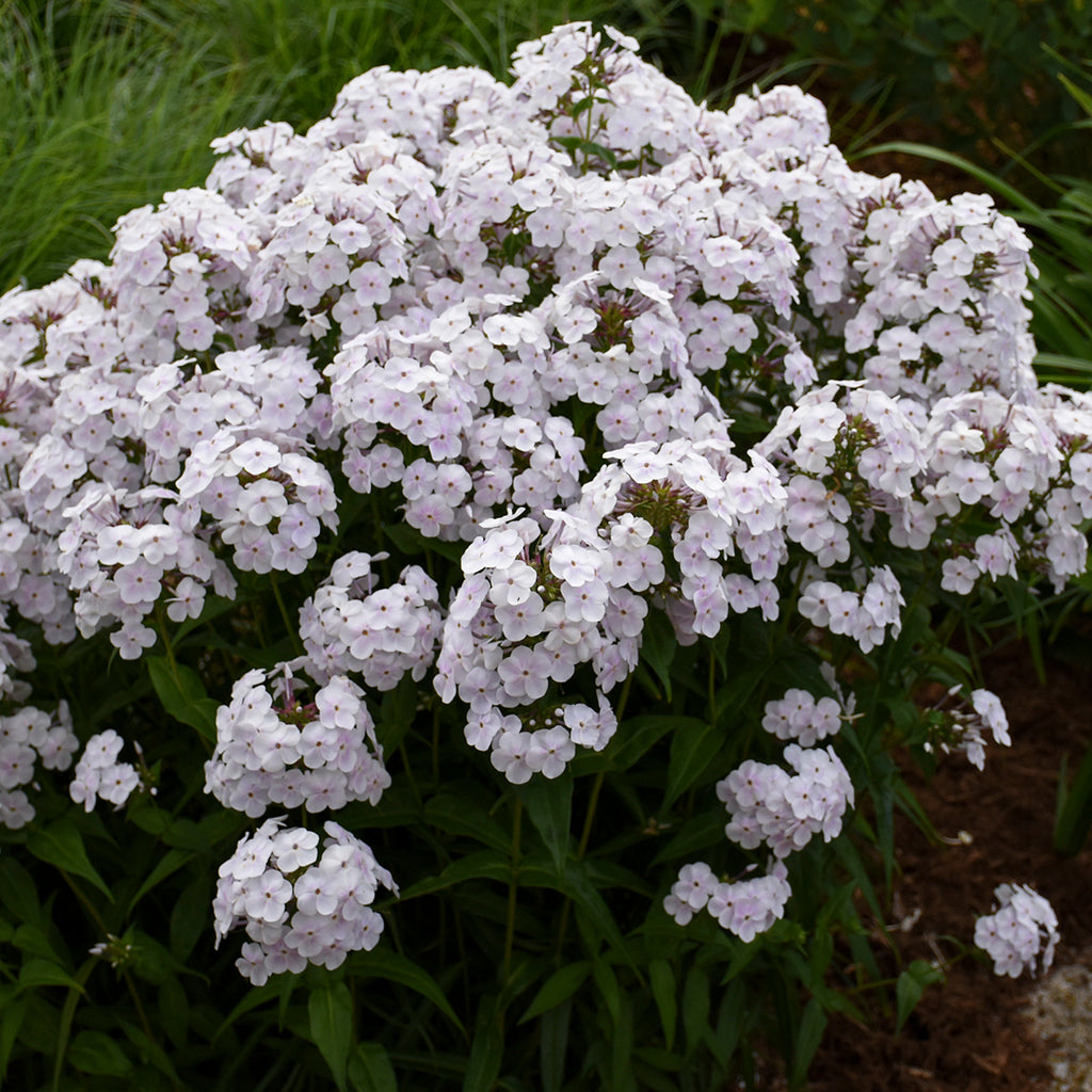 Phlox FASHIONABLY EARLY CRYSTAL tall flowers hardy perennial = 1 Potted Garden Plant