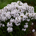 Phlox FASHIONABLY EARLY CRYSTAL tall flowers hardy perennial = 1 Potted Garden Plant