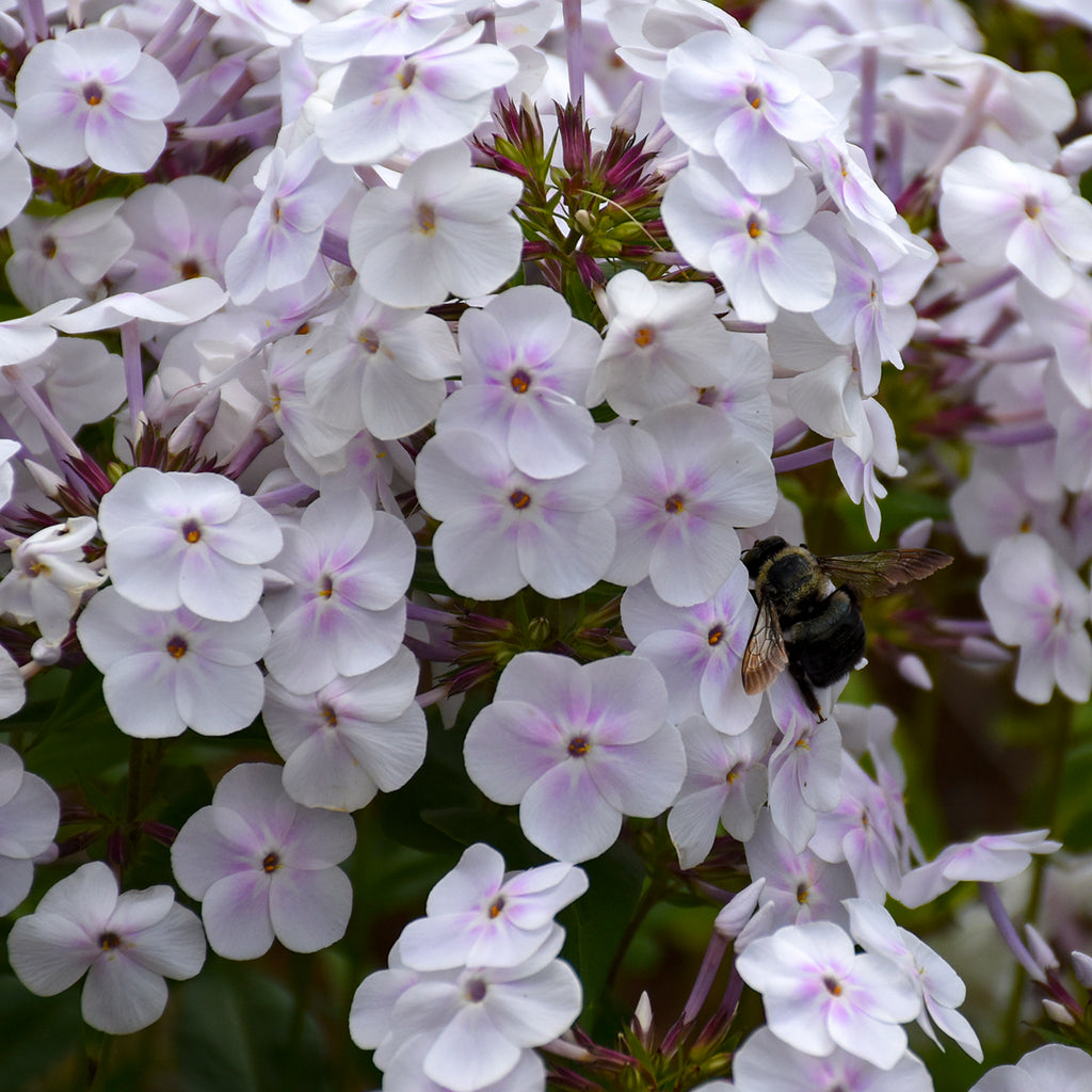 Phlox FASHIONABLY EARLY CRYSTAL tall flowers hardy perennial = 1 Potted Garden Plant