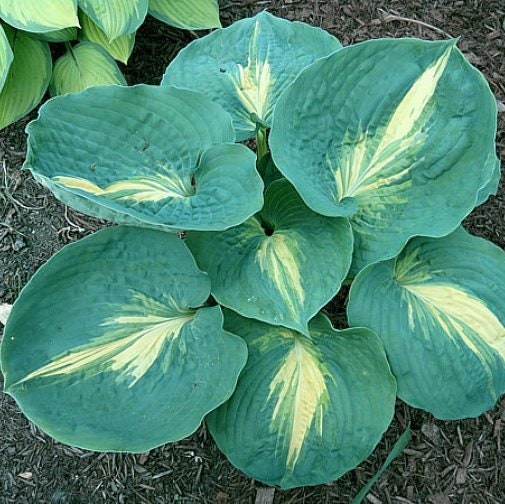 hosta DREAM QUEEN medium thick cupped blue yellow round corrugated lavender flowers perennial = 1 Potted Garden Plant