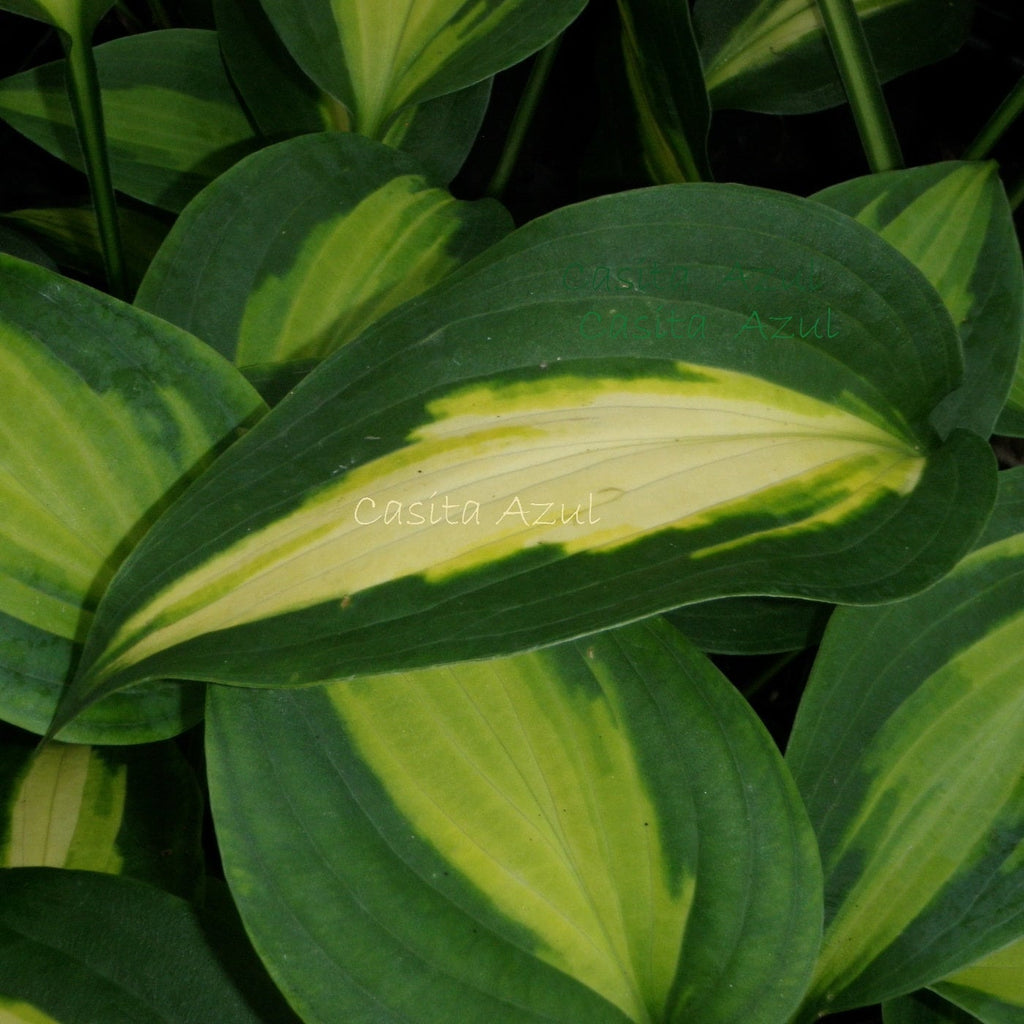 hosta SMASH HIT small rare colorful orange disease-free = 1 Live Potted Plant