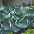 hosta ABIQUA DRINKING GOURD large blue cupped slug resistant award winner thick perennial classic = 1 Potted Garden Plant