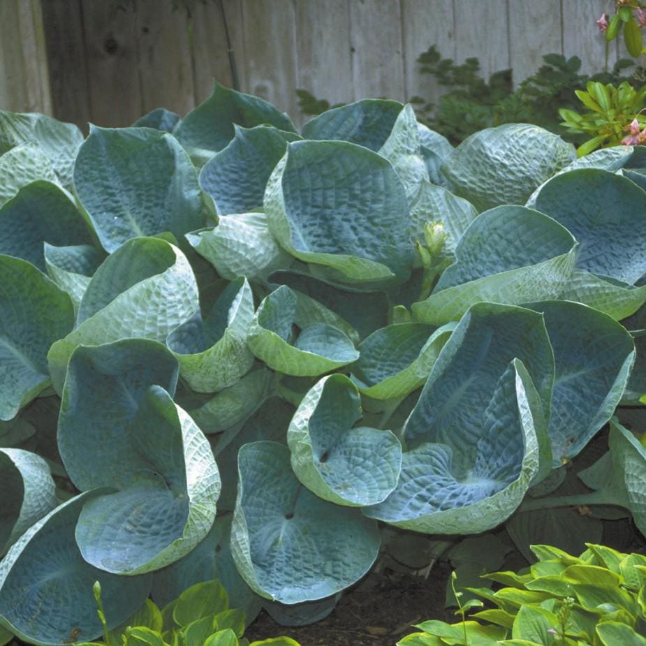 hosta ABIQUA DRINKING GOURD large blue cupped slug resistant award winner thick perennial classic = 1 Potted Garden Plant