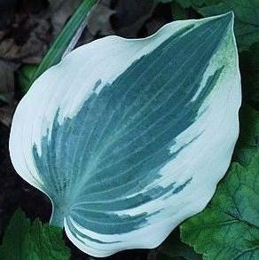 hosta BLUE IVORY medium white blue thick blush streaked heart shaped leaves Halcyon sport perennial = 1 Potted Garden Plant