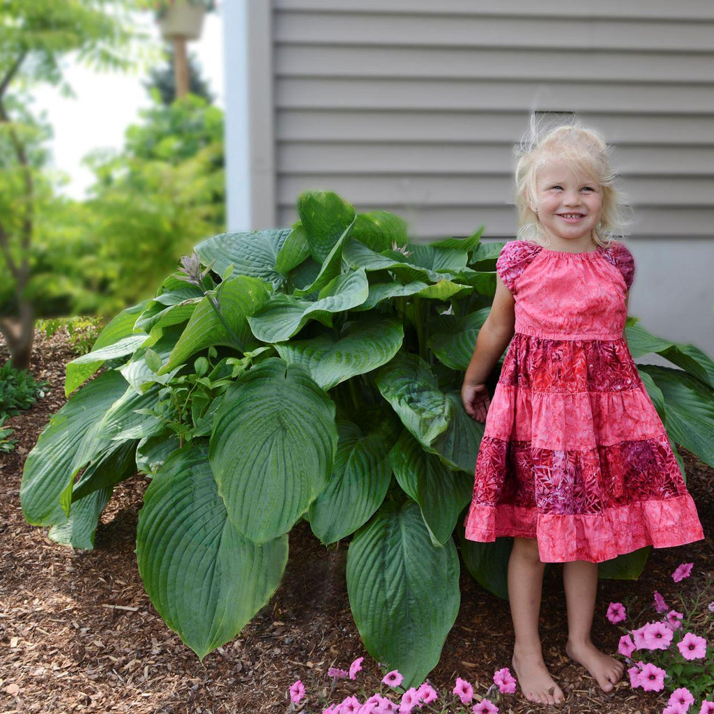 hosta EMPRESS WU large thick giant huge gigantic Proven Winners green perennial = 1 Potted Garden Plant