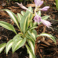 hosta LITTLE TREASURE mini blue-green rare little perennial = 1 Potted Garden Plant
