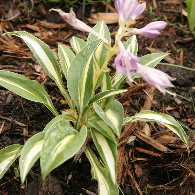 hosta LITTLE TREASURE mini blue-green tiny thick rare little perennial = 1 Potted Garden Plant