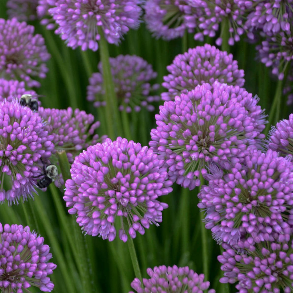allium MILLENIUM ornamental onion nodding purple herb bee plant hardy perennial = 1 Potted Garden Plant