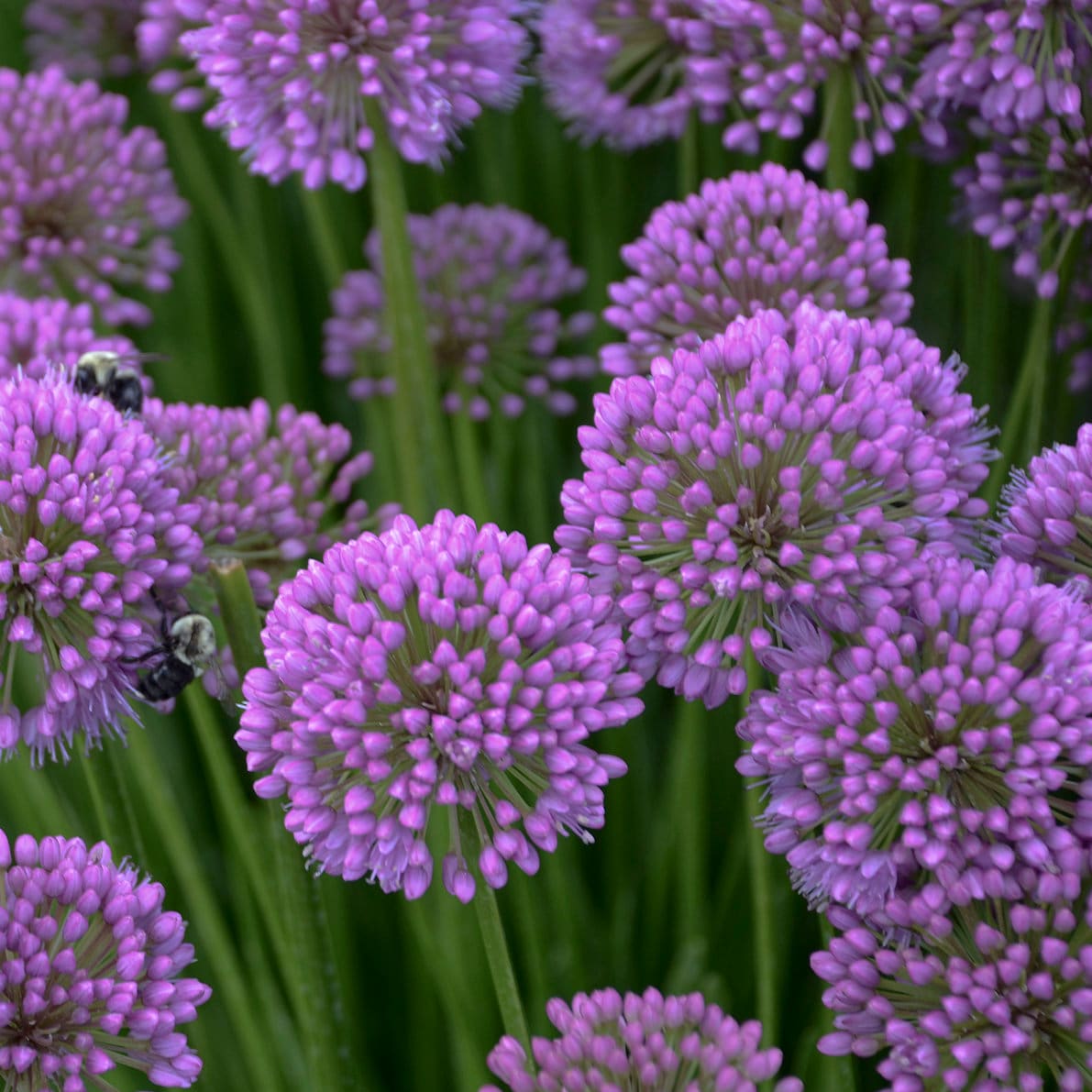 allium MILLENIUM ornamental onion nodding purple herb bee plant hardy perennial = 1 Potted Garden Plant